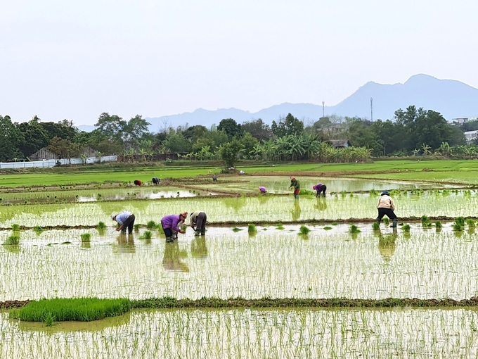 Vụ xuân năm nay, nông dân ở Tuyên Quang gieo cấy hơn 18.000ha lúa.