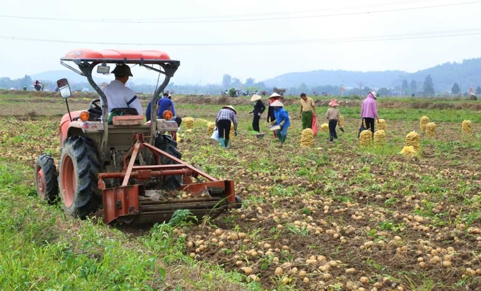 Nông dân xã Bình Dương (TX Đông Triều) xuống đồng thu hoạch khoai tây Atlantic. Ảnh: Nguyễn Thanh