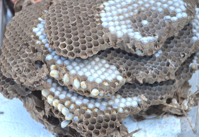 Mỗi tổ nhộng ong vò vẽ nặng trung bình 2 – 3 kg, những tổ lớn trọng lượng có thể lên tới 5 – 6 kg. Ảnh: Kim Anh.