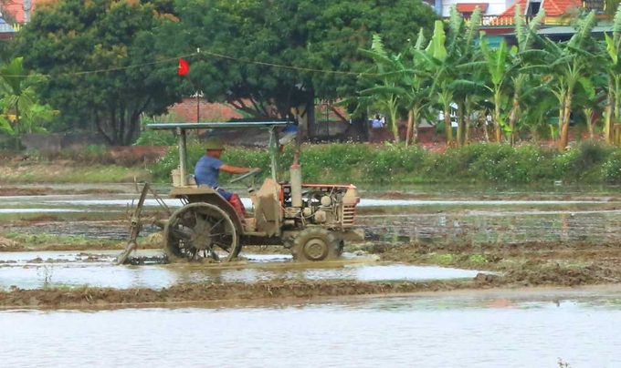 Nông dân xã Bình Dương (TX Đông Triều) làm đất chuẩn bị cho gieo cấy lúa vụ chiêm Xuân. Ảnh: Nguyễn Thanh.