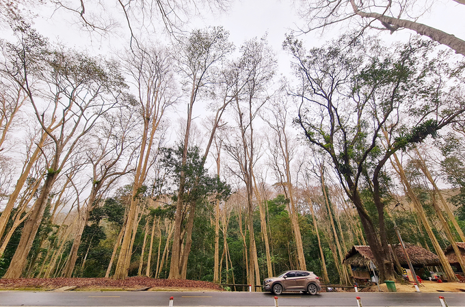 Nghệ An có 560.000 ha diện tích có rừng được thụ hưởng chính sách chi trả dịch vụ môi trường rừng. Ảnh: Anh Khôi.