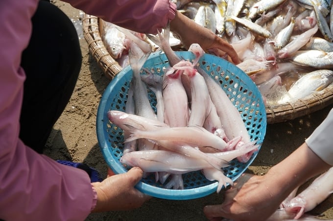 Với việc trúng vụ cá khoai đầu năm, thu tiền triệu mỗi ngày, ngư dân vùng biển Sầm Sơn như được tiếp thêm động lực bám biển.