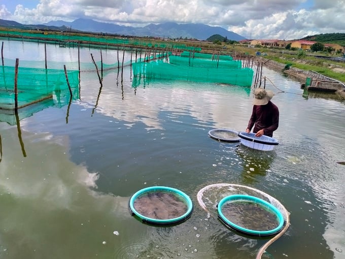 Sea cucumber farming in Khanh Hoa. Photo: Phuong Chi.