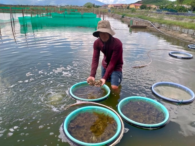Building models of sea cucumber farming in a chain. Photo: Phuong Chi.