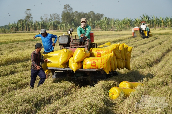 Tuy không phải là địa phương có thế mạnh về sản xuất lúa gạo vùng ĐBSCL, nhưng năm 2023 tỉnh Sóc Trăng có sự bứt phá khi lần đầu tiên xuất khẩu gạo vượt trên 30%. Ảnh: Kim Anh.