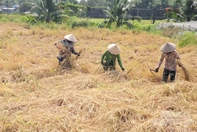 Ngày hội lúa mùa với hoạt động trải nghiệm cắt lúa bằng liềm của người Khmer, bó lúa, cộ lúa kéo bằng trâu, đập lúa, rê lúa làm sạch bằng gió trời… Ảnh: Trung Chánh.