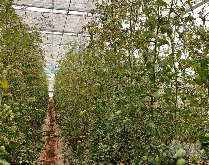 Vườn cà chua bị tàn phá bởi sâu đục lá cà chua Nam Mỹ. Ảnh: Hải Tiến.