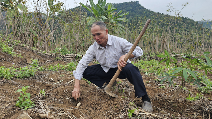 Ở Căn Co, thu nhập từ sắn khiến người dân không mặn mà với việc chuyển đổi cây trồng. Ảnh: Thúy Hạnh.