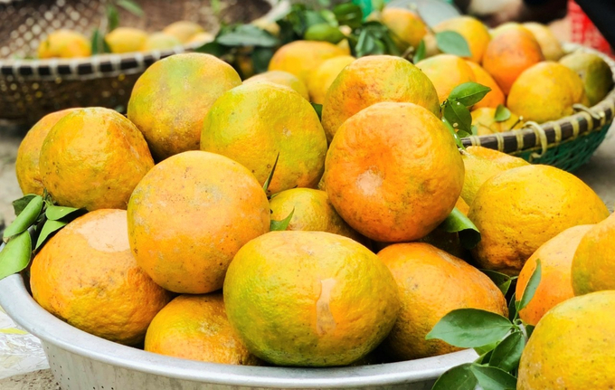 Đặc sản cam bù huyện Hương Sơn, tỉnh Hà Tĩnh năm nay được mùa, được giá nên người sản xuất rất phấn khởi.