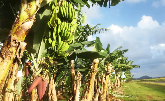 Most banana plants are vulnerable to the fungal disease TR4.