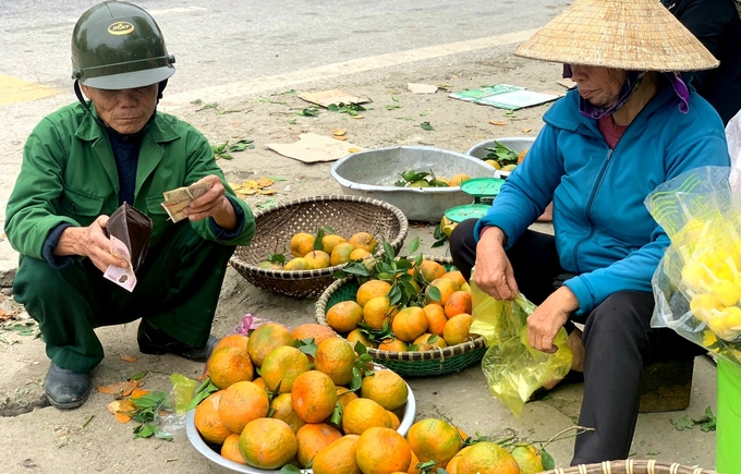 Tranh thủ thời điểm lượng người mua làm quà sau tết nhiều, người dân thu hái cả ngày để mang ra các con đường để bán cam.