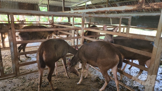Những con giống nai trâu trong chuồng trai Ba Long hiện đang thời kỳ cho thu hoạch nhung và những con cái cho sinh sản. Ảnh: Minh Sáng.