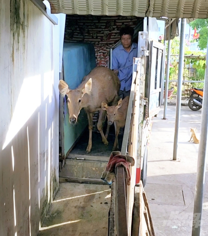 Ông Ba Long chia sẻ, ông rất thích cảm giác được tự tay mình lùa đàn nai vào chuồng mõi khi đón về đàn giống mới, như một sự mát tay cho nai nhanh phát triển và cho lộc nhung chất lượng, đẹp. Ảnh: Minh Sáng.