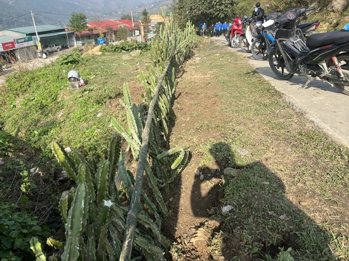 1.000 cây xương rồng được nhân dân xã Mường Hoa trồng sáng 19/2. Ảnh: N.C.