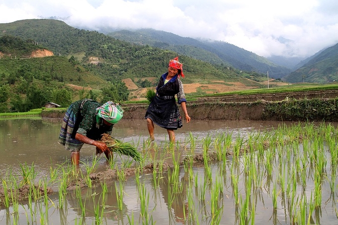 Người dân huyện Trạm Tấu (tỉnh Yên Bái) xuống đồng gieo cấy lúa trong những ngày đầu năm mới. Ảnh: Thanh Tiến.