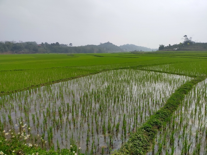 Tỉnh Yên Bái gieo cấy gần 19.000ha lúa trong vụ xuân 2024. Ảnh: Thanh Tiến.
