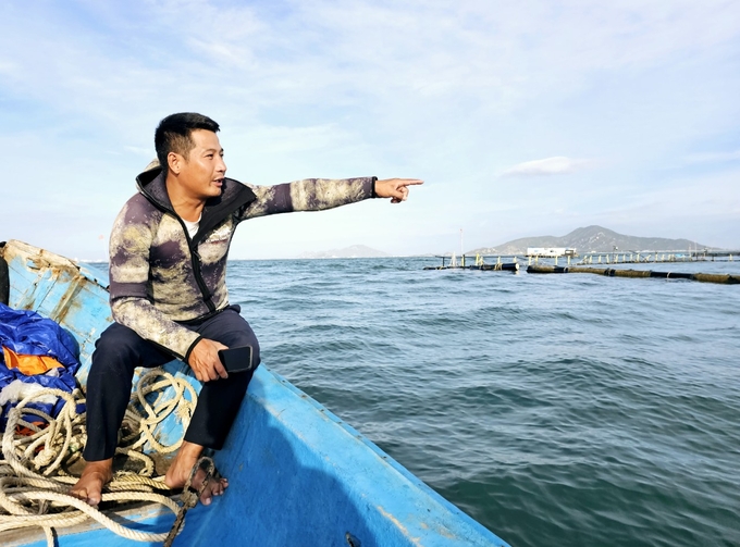In addition to squid farming, Ngoc has pioneered a model for cultivating white-leg shrimp in open waters.