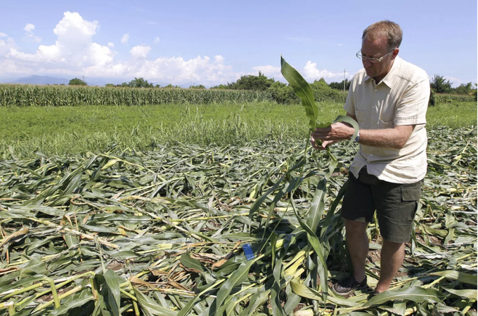 Một nông dân kiểm tra ngô vàng biến đổi gen trên mảnh đất của mình ở Pordenone, miền bắc nước Ý, tháng 8/2010. Ảnh: AP.