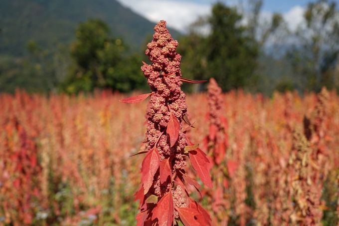 Ở Bhutan, cây diêm mạch (quinoa) đã được công nhận là cây lương thực chính.
