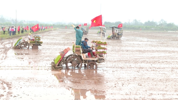 Những năm gần đây, Hà Nam có nhiều chính sách nhằm thúc đẩy cơ giới hóa đồng ruộng, đặc biệt vận động nông dân cấy lúa máy, hạn chế gieo sạ để hạn chế lúa cỏ. Ảnh: Thái Bình.