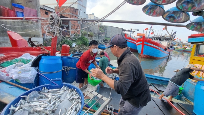 Đầu năm mới, các tàu cá khai thác gần bờ ở Quảng Ngãi trúng đậm luồng cá cơm. Ảnh: L.K.