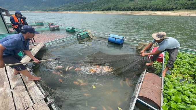 Người nuôi cá diêu hồng trong lòng hồ Định Bình thu hoạch cá. Ảnh: V.Đ.T.