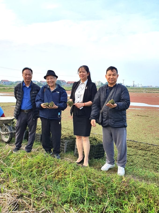 TS Phạm Gia Minh (ngoài cùng bên phải) cùng với các nhà khoa học bên ruộng bèo hoa dâu. Ảnh: Nhân vật cung cấp.