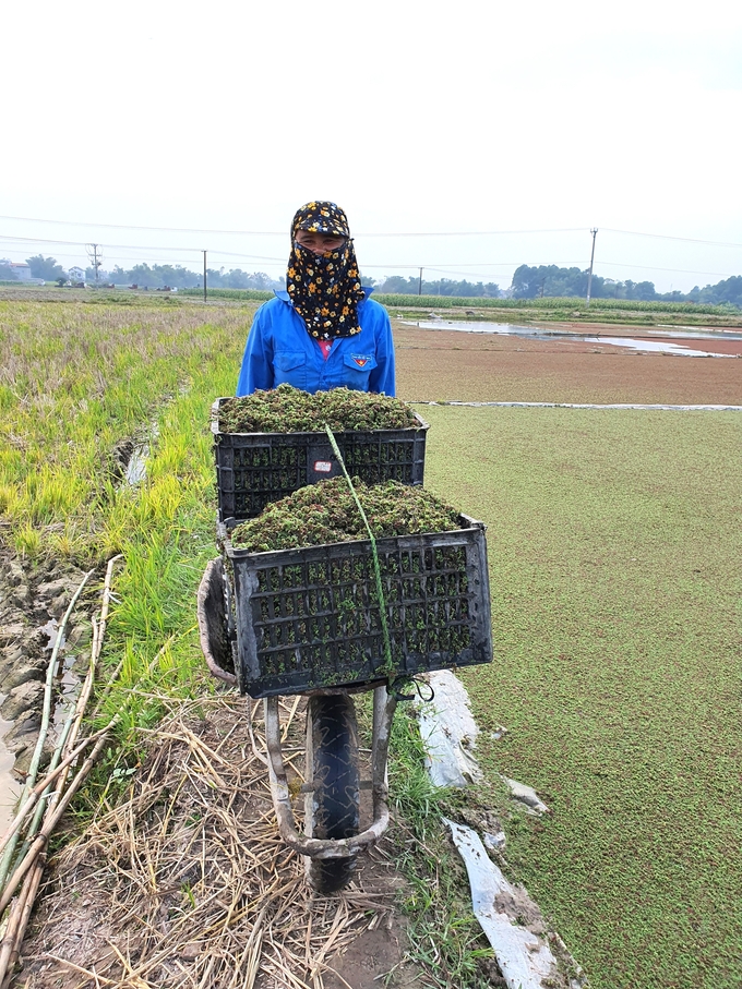 Thu hoạch bèo hoa dâu. Ảnh: Nhân vật cung cấp.