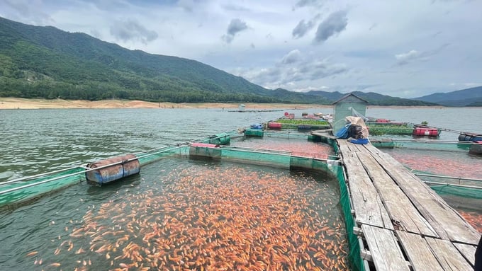 Sau 5 - 6 tháng nuôi, cá điêu hồng trên hồ Định Bình cho năng suất từ 15 - 18kg/m3. Ảnh: V.Đ.T.