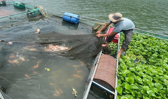 Cá diêu hồng nuôi thương phẩm phải đạt trọng lượng từ 7 lạng trở lên/con. Ảnh: V.Đ.T.