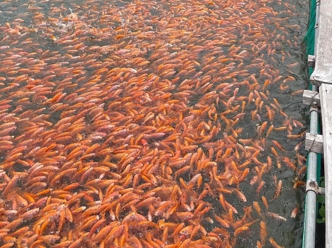 Hiện mỗi năm sản lượng cá điêu hồng thương phẩm nuôi trong lòng hồ Định Bình đạt 800 tấn, năng suất bình quân đạt 32kg/m3. Ảnh: V.Đ.T.