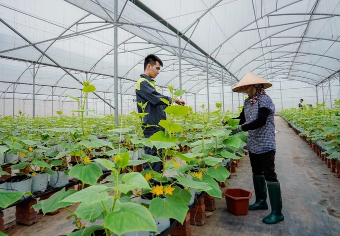 Đề án 'Hội Nông dân Việt Nam tham gia phát triển kinh tế tập thể trong nông nghiệp đến năm 2030' đặt mục tiêu đến năm 2025 thu hút thêm 5% số hộ hội viên nông dân tham gia các tổ chức KTTT trong nông nghiệp. Ảnh: Trung Quân.