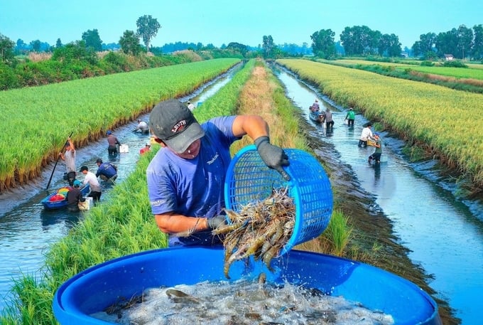 Sản lúa - tôm, lúa - cá… là những mô hình nông nghiệp xanh, không gây ra những hiệu ứng ngược để chúng ta phải đánh đổi bằng môi trường. Ảnh: Huỳnh Lâm.