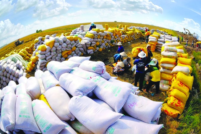 Kim ngạch xuất khẩu gạo của Việt Nam năm 2023 đã đạt kỷ lục với 4,78 tỷ USD, tăng 38,4% so với năm 2022. Ảnh: TL.