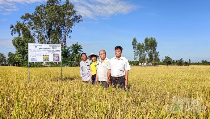 GS Võ Tòng Xuân trong chuyến đi thực tế tại tỉnh An Giang phổ biến kỹ thuật sử dụng chế phẩm vi sinh để xử lý rơm rạ trên đồng ruộng cho bà con nông dân. Ảnh: Kim Anh.