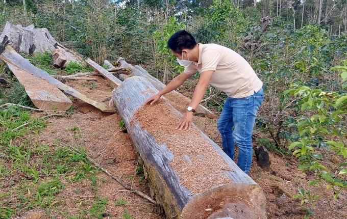 Trước đó, Dự án nông trại hữu cơ của HTX Tuyết Sơn (là 1 trong 6 dự án bị thanh tra) cũng làm ảnh hưởng đến 2.520m2 đất rừng. Ảnh: Tuấn Anh.