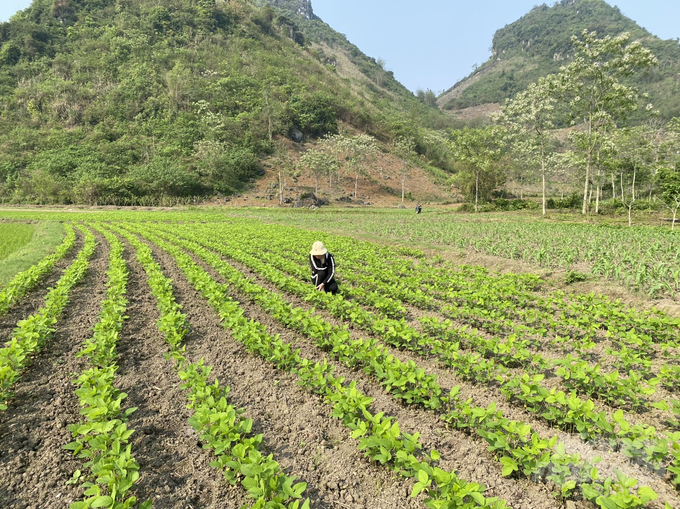 Huyện Võ Nhai đang khôi phục và phát triển diện tích trồng đỗ cúc bóng tại các địa phương. 