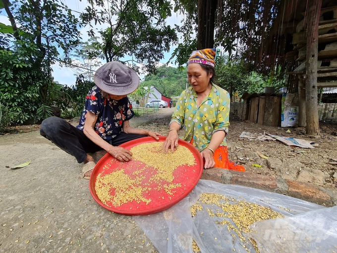 Những hạt đỗ cúc bóng đã giúp bà Vàng Thị Día (bên phải) xay ra thay sữa mẹ nuôi 10 đứa con của mình. Ảnh: Đào Thanh.