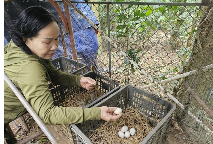 Trứng gà rừng đẻ ở chuồng nuôi để ấp nở tạo đàn mới. Ảnh: Tâm Đức.