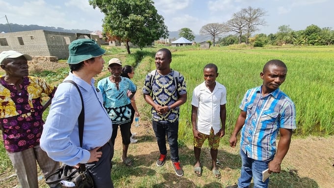 PGS.TS Đào Thế Anh (thứ 2 từ trái sang) thăm ruộng lúa thả bèo hoa dâu ở châu Phi. Ảnh: Nhân vật cung cấp.