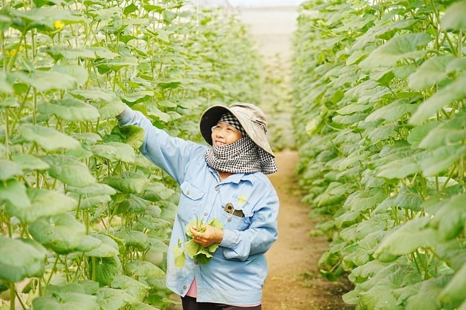Pham Quoc Liem constantly discusses solutions to attract high-quality human resources into agriculture.