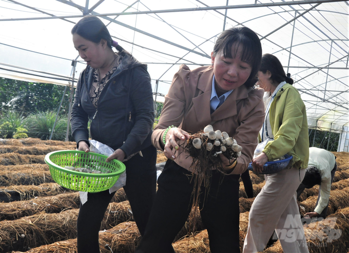 Thu hoạch nấm rơm từ mô hình trình diễn trồng nấm rơm và kinh tế nông nghiệp tuần hoàn từ rơm do IRRI phối hợp với Trung tâm Khuyến nông Kiên Giang thực hiện. Ảnh: Trung Chánh.