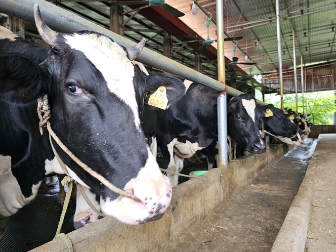 Chăn nuôi bò sữa ở huyện Vĩnh Tường. Ảnh: Hoàng Anh. 