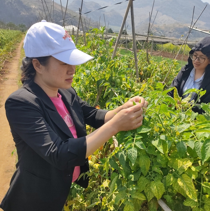 Cán bộ Chi cục Trồng trọt và Bảo vệ thực vật Sơn La kiểm tra tình hình sâu đục lá cà chua tại Mộc Châu. Ảnh: Chi cục Trồng trọt và BVTV Sơn La.
