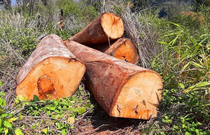 Một vụ khai thác gỗ trái phép ở xã Đăk Long từng bị ngành chức năng phát hiện. Ảnh: CTV.