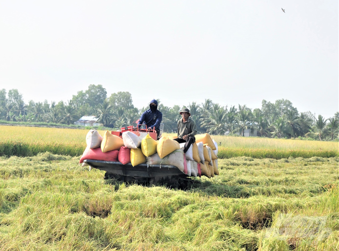 Thị trường lúa gạo tại ĐBSCL sôi động trở lại ngay sau kỳ nghỉ Tết và giá lúa neo ở mức cao, nông dân lãi ròng từ 35-40 triệu đồng/ha. Ảnh: Trung Chánh.