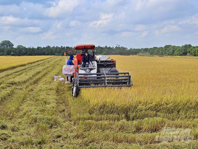 Nhiều cánh đồng ở huyện Cờ Đỏ, TP Cần Thơ đang bước vào giai đoạn thu hoạch rộ lúa đông xuân 2023 – 2024. Ảnh: Kim Anh.