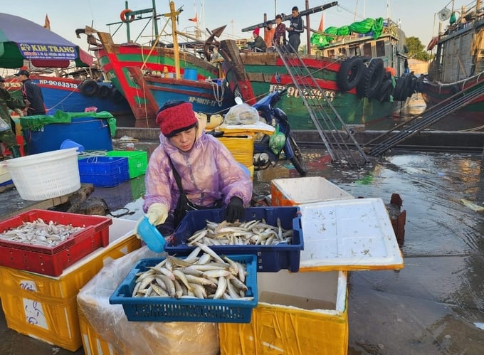 Thương lái ở cảng cá Ngọc Hải thu gom lượng hải sản ít ỏi từ các tàu vừa cập bến. Ảnh: Đinh Mười.