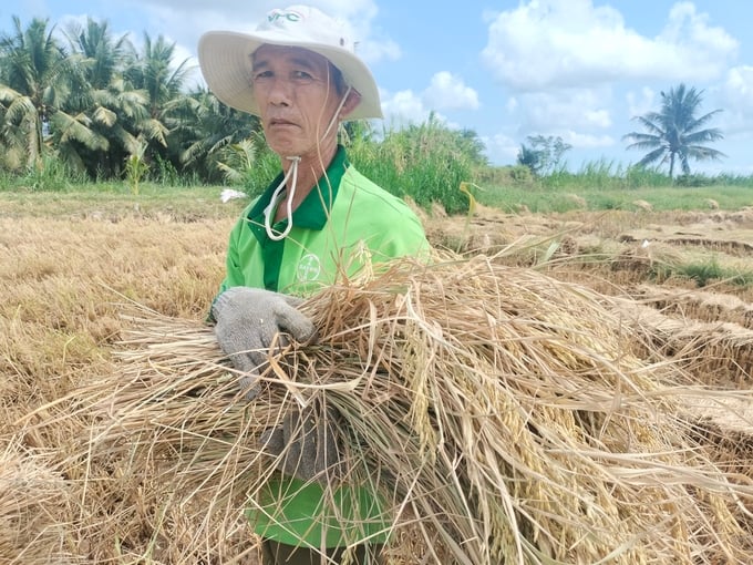 Ông Nguyễn Văn Ninh đang gom lúa chuẩn bị tuốt. Ảnh: Minh Đảm.