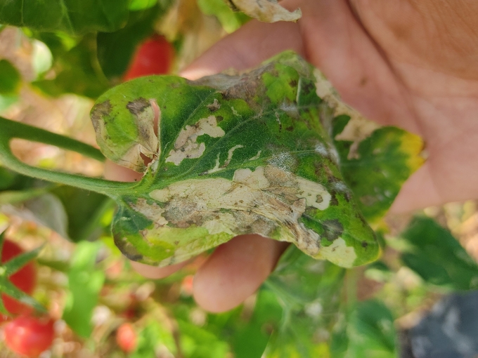 Vết hại nặng trên lá cà chua do sâu đục lá cà chua gây ra ở các vườn cà chua cuối vụ thu đông 2023. Ảnh: Chi cục Trồng trọt và BVTV Sơn La.